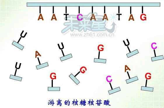 Apex英雄开箱子查询网站指南与实用工具推荐